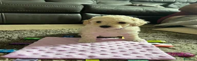 Purple - Girl