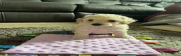 Mixed Breed dogs for sale: Cockapoochon Puppies in Lampeter - Advert 13