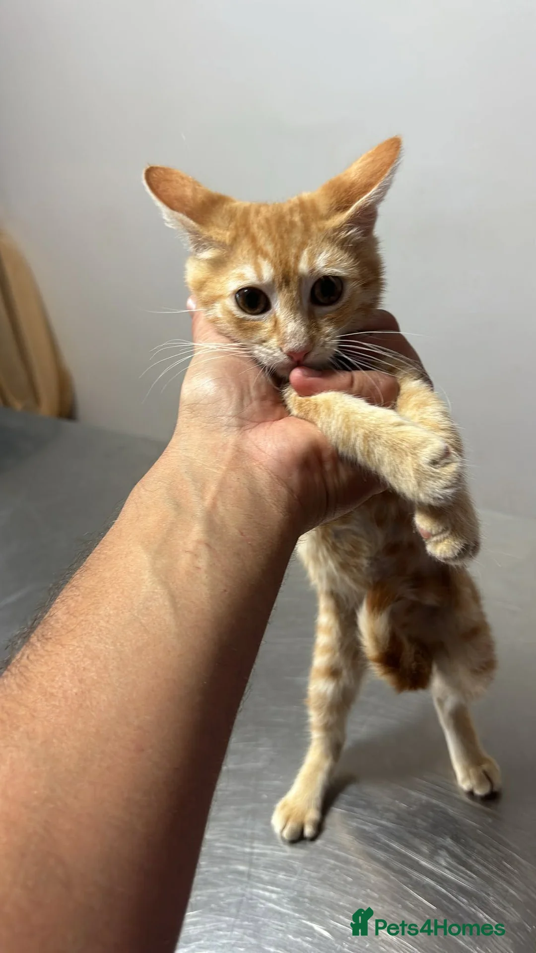 Mixed Breed cats for adoption: Garfield for adoption - Advert 7