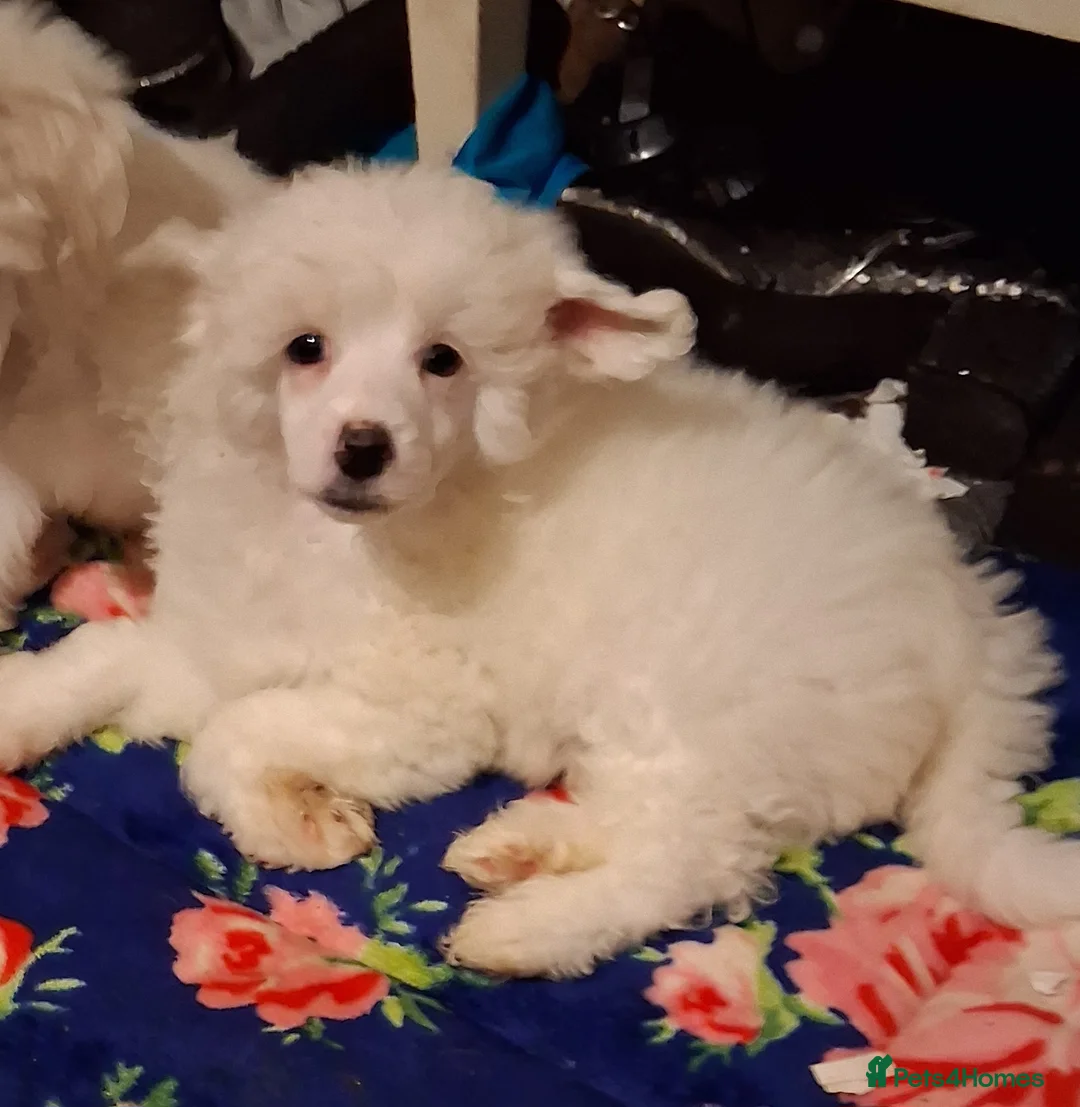 Chinese Crested dogs for sale: KC registered Male puppy  - Advert 2