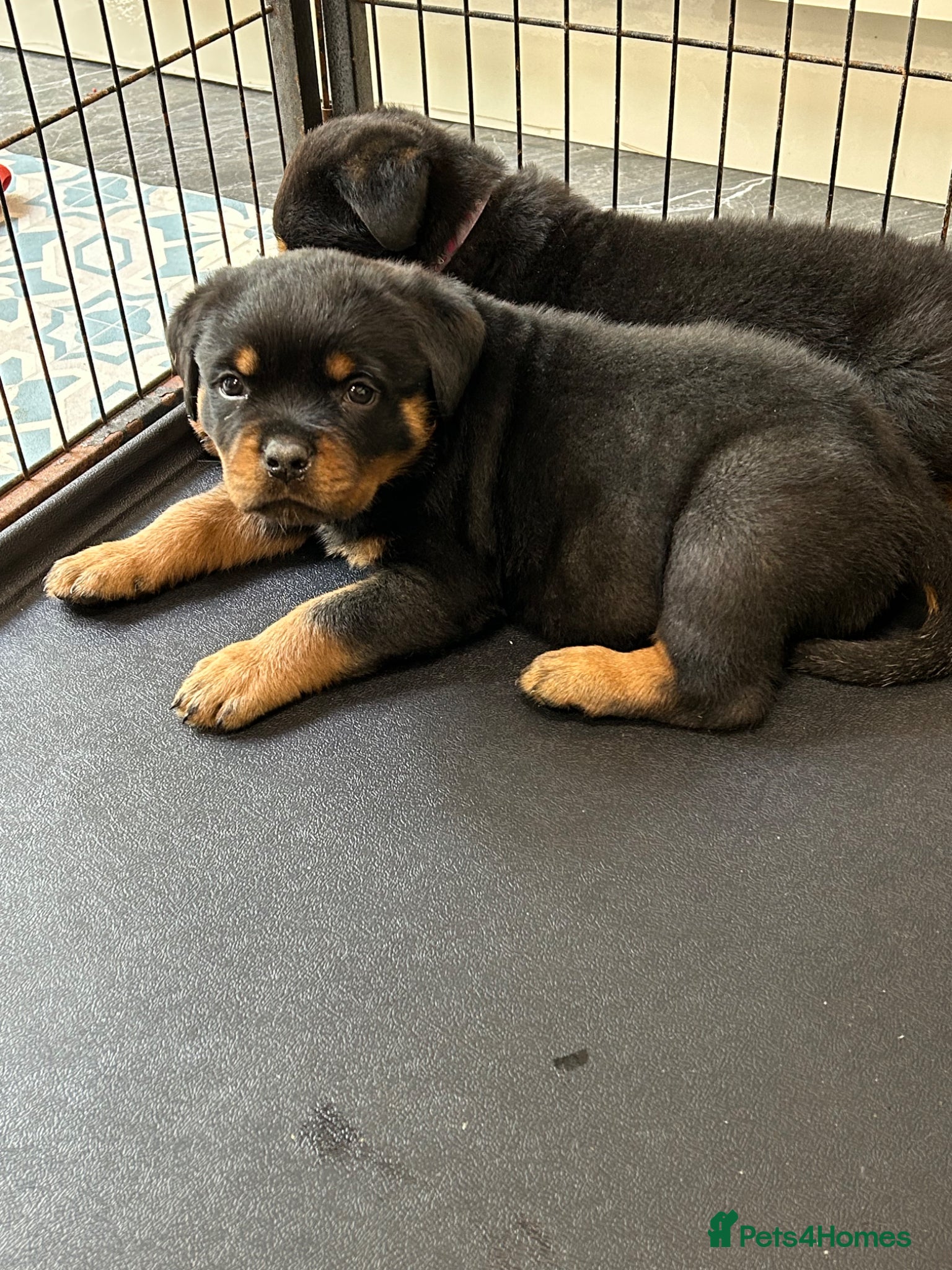 Rottweiler dogs for sale: Rottweiler Puppies  - Advert 14