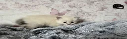 Ragdoll cats for sale: 🌟RAGDOLL KITTENS 🌟 - Advert 3