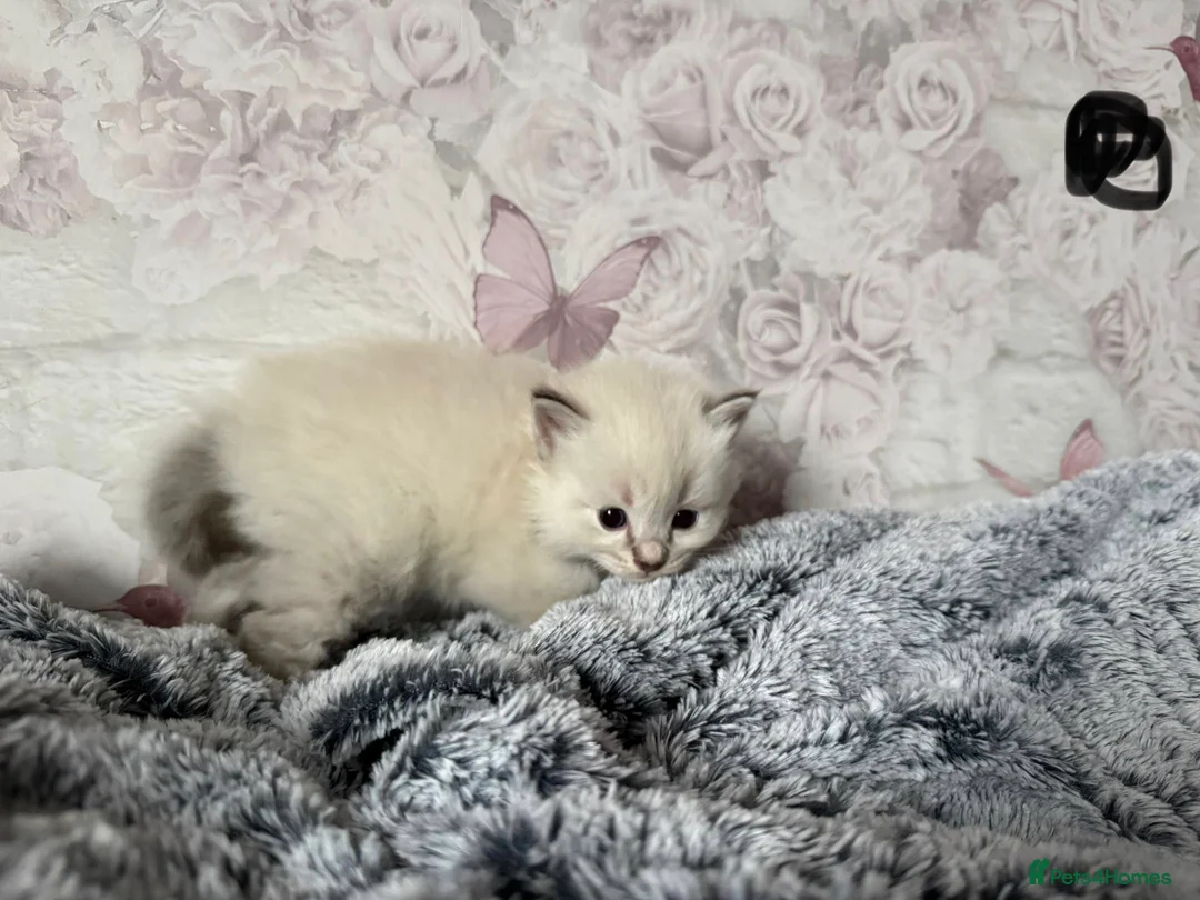 Ragdoll cats for sale: 🌟RAGDOLL KITTENS 🌟 - Advert 3