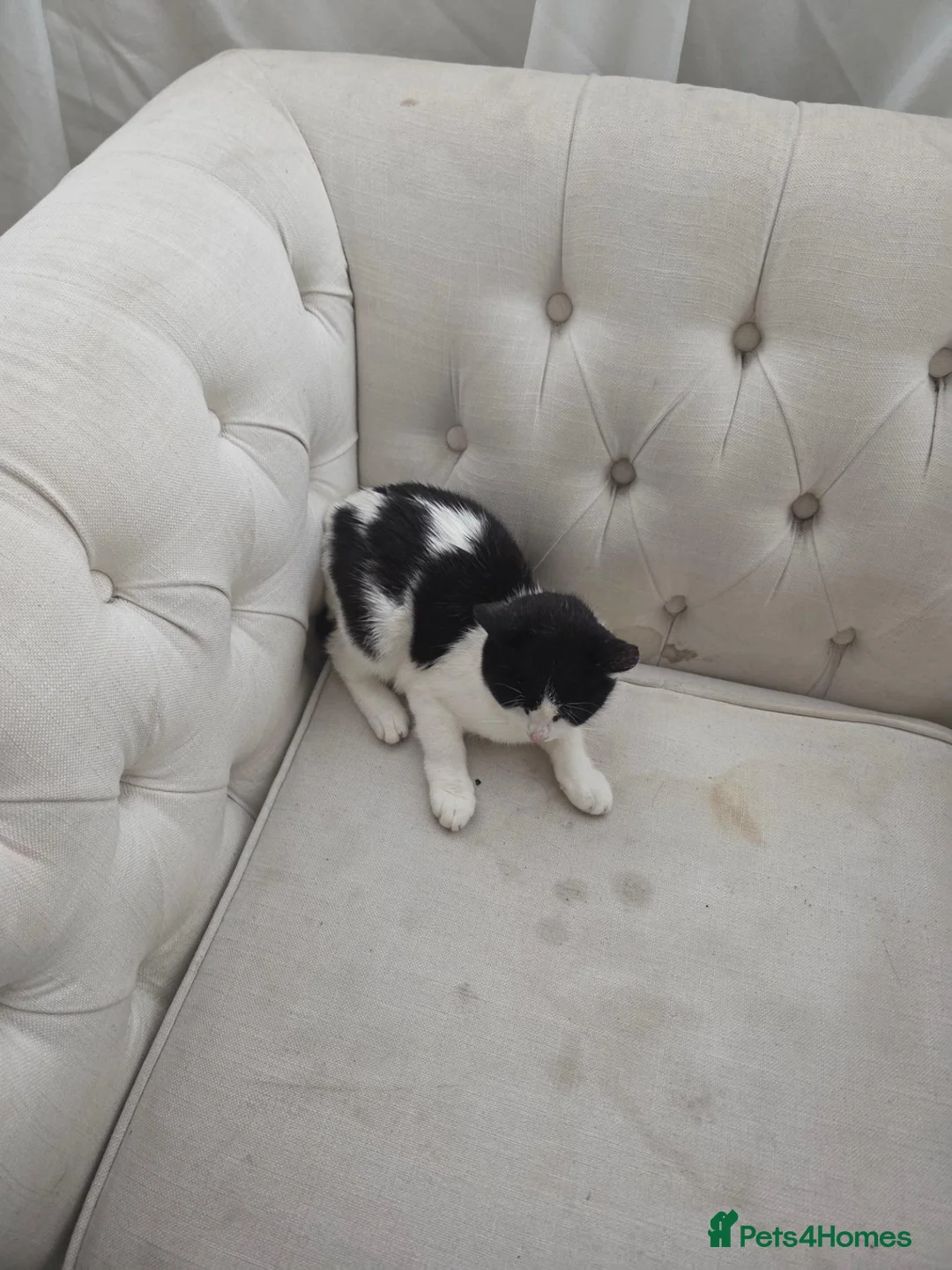 Mixed Breed cats for sale: Orio cute in Ilford - Advert 2