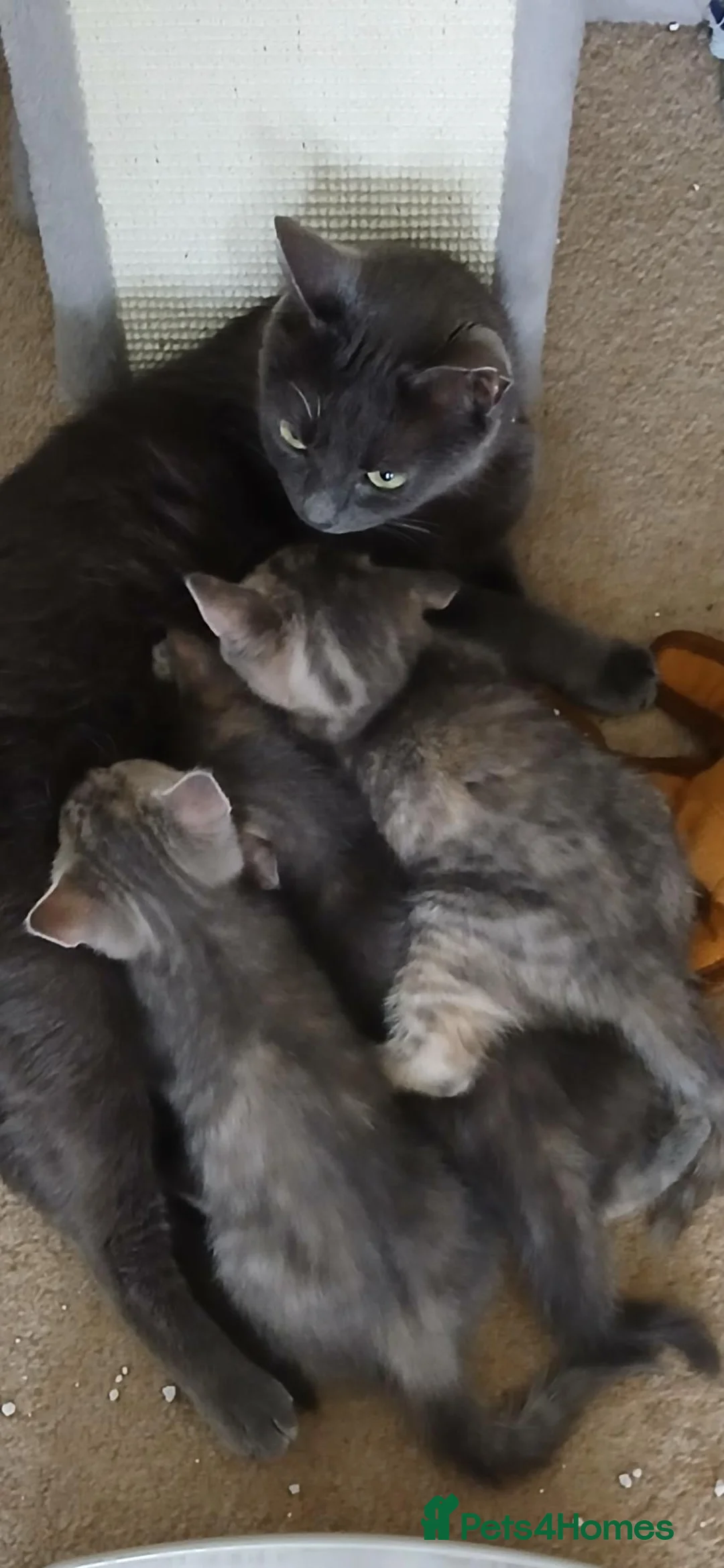Mixed Breed cats for sale: Three month old kitten in Aberdeen - Advert 8