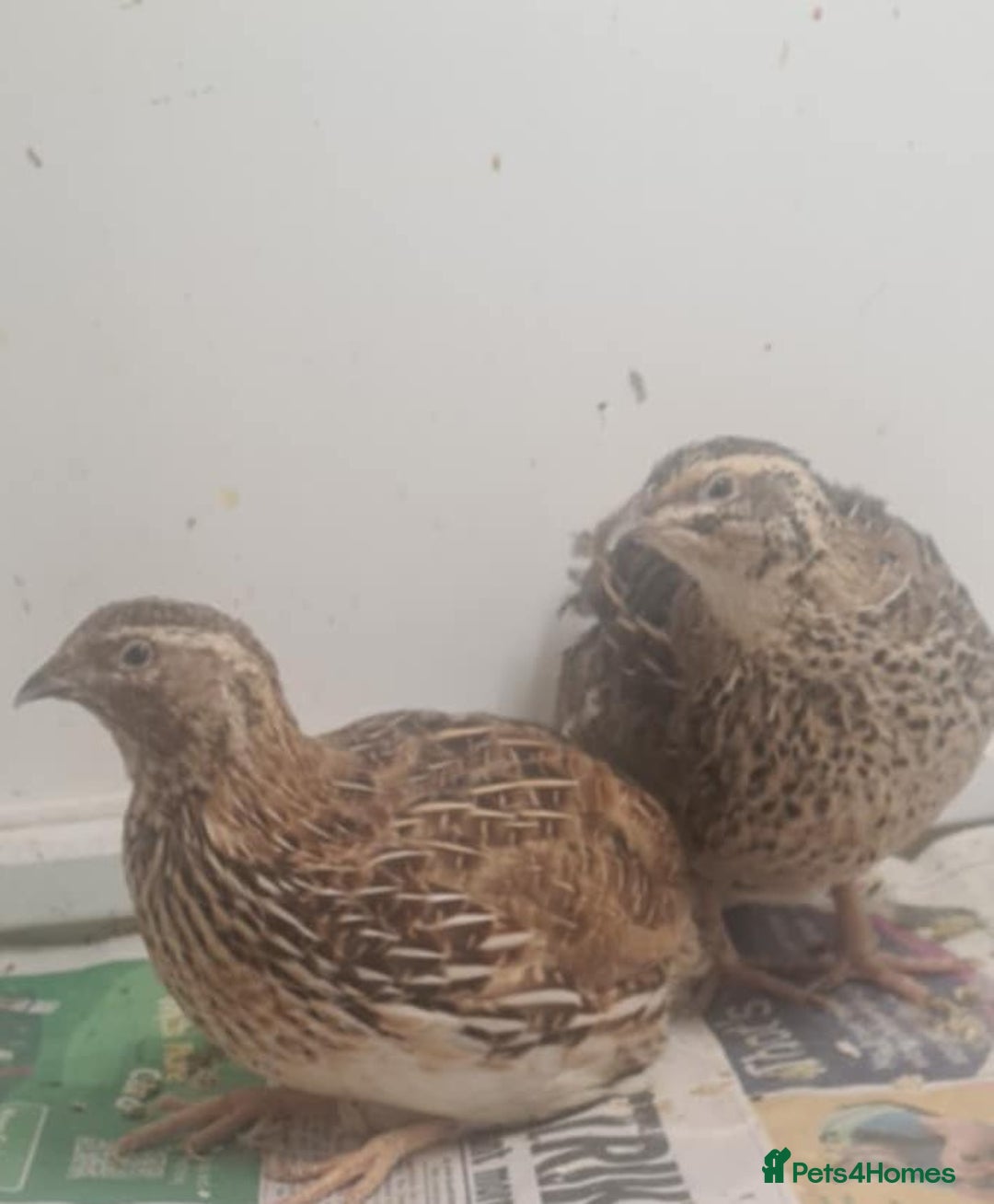Quail poultry for sale: Quail for sale - Advert 7