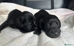 Mixed Breed dogs for sale: SCHNOXIES (MINI DAXI CROSS MINI SCHNAUZER) - Image 6