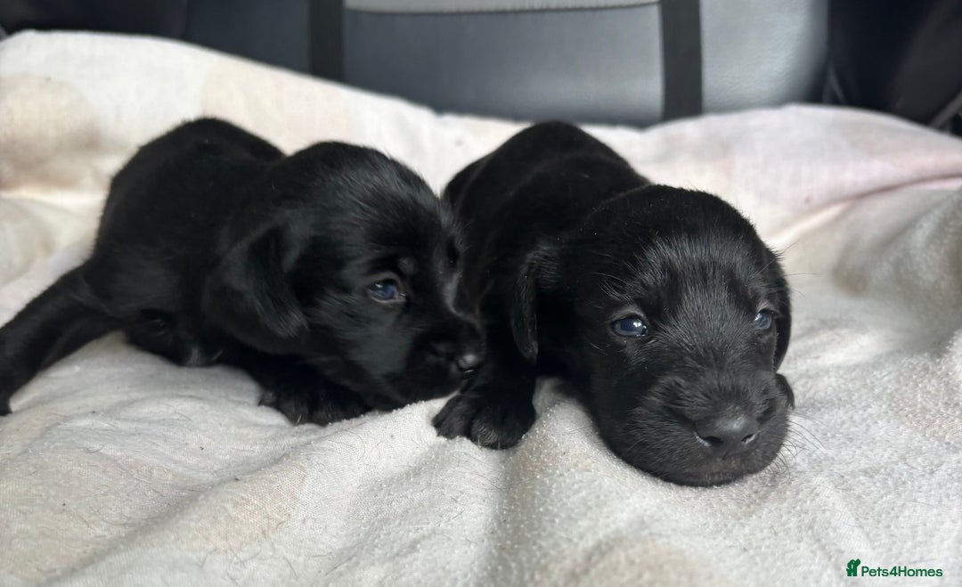 Mixed Breed dogs for sale: SCHNOXIES (MINI DAXI CROSS MINI SCHNAUZER) - Image 6