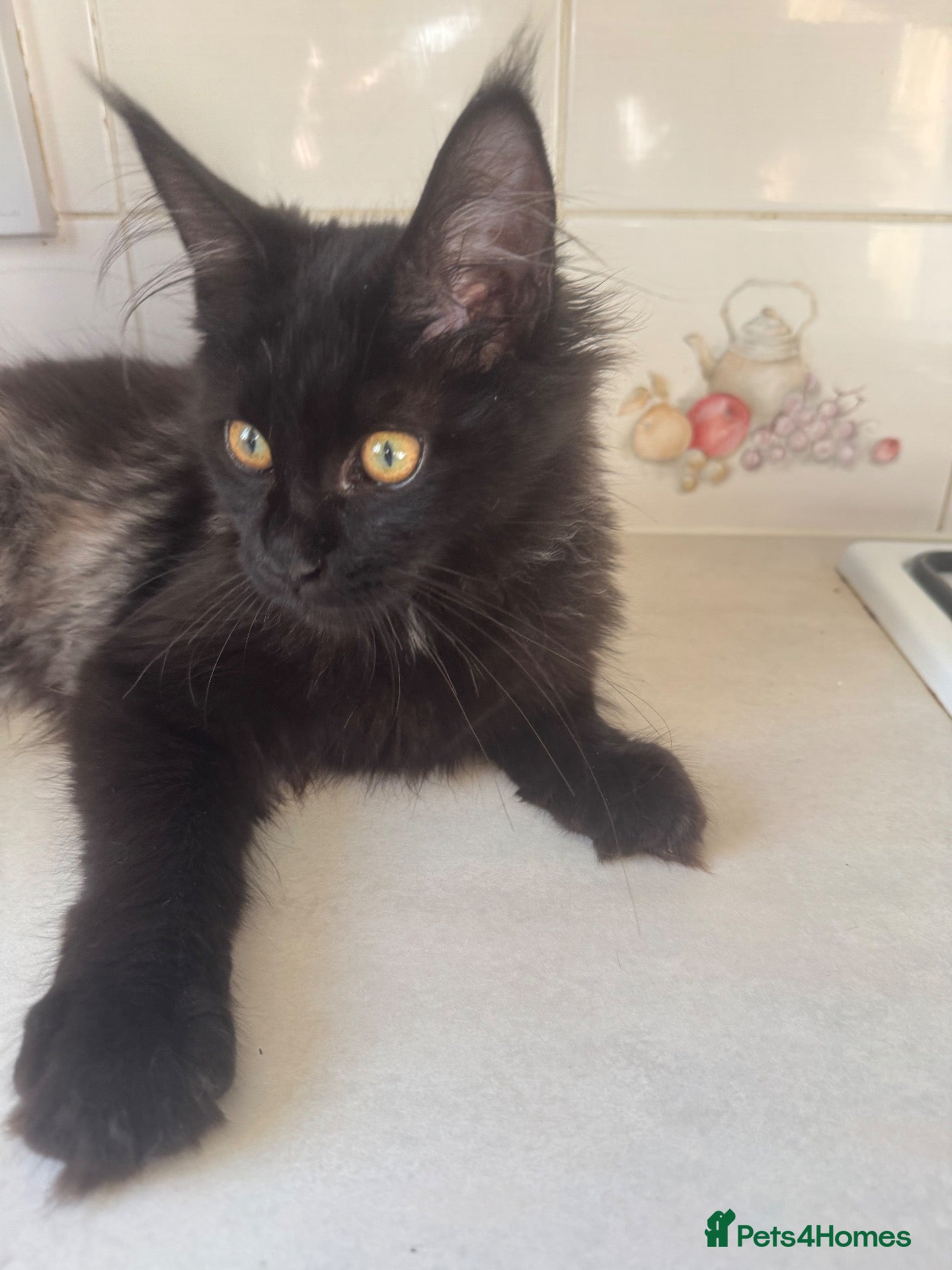 Maine Coon cats Exceptional pedigree MaineCoons - Phantom & Sprite - Advert 1