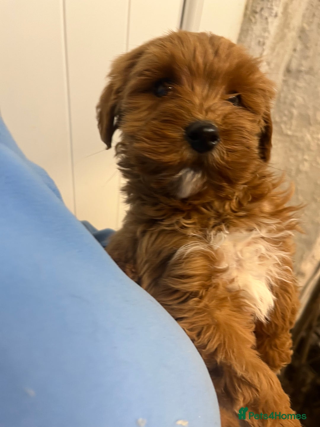 Labradoodle dogs for sale: Gorgeous Health Checked Labradoodle Puppies - Advert 25