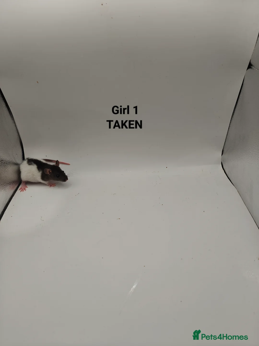 Rat rodents for sale: NOV: 18 Rats (2 Rats: 2 Girls Left) - Advert 8