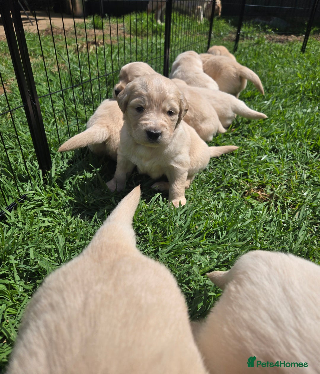 Golden Retriever dogs for sale: Welcome! Our Quality Golden Retriever Puppies - Advert 4