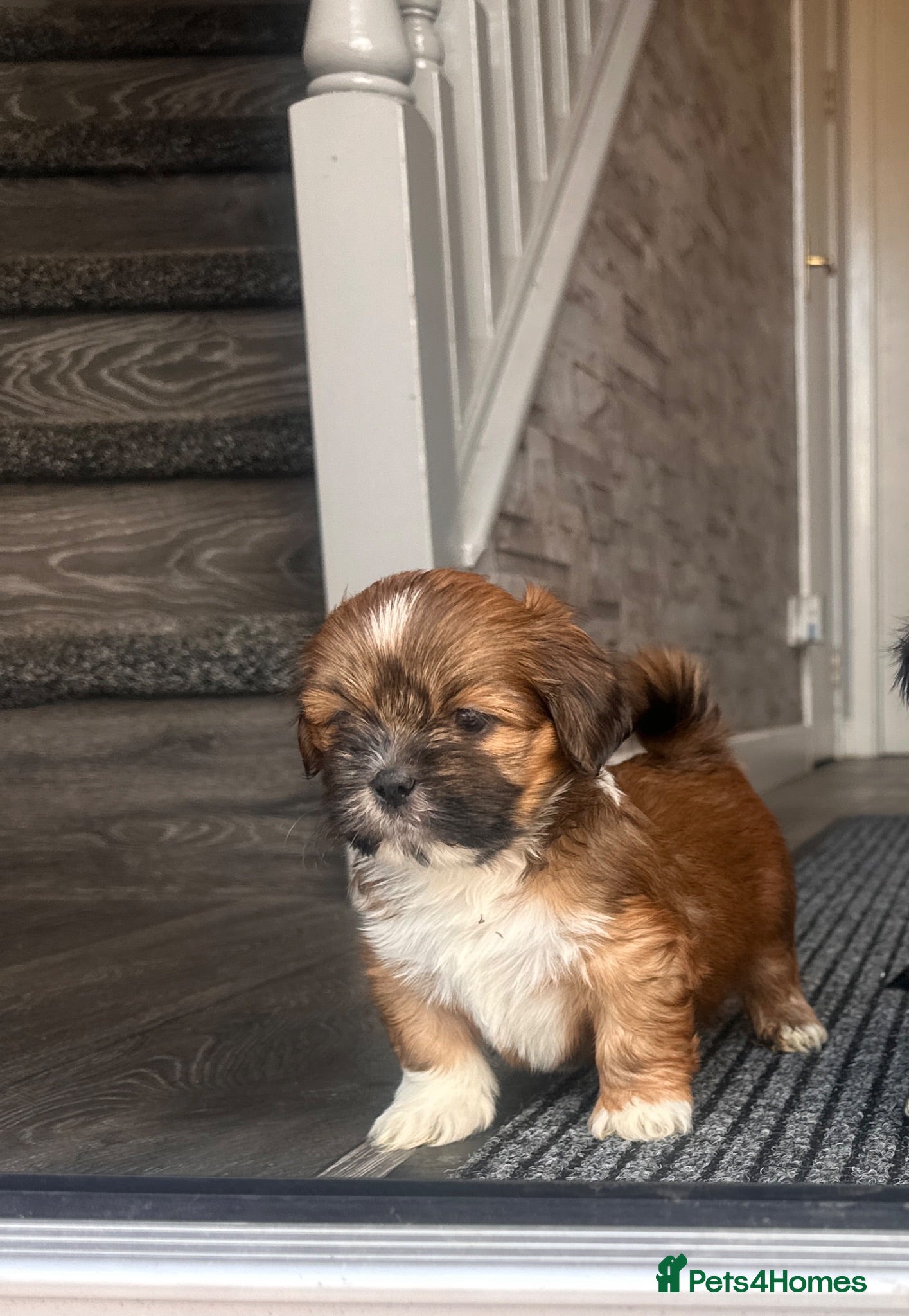 Lhasa Apso dogs KC Registered Lhasa Puppies  - Advert 4