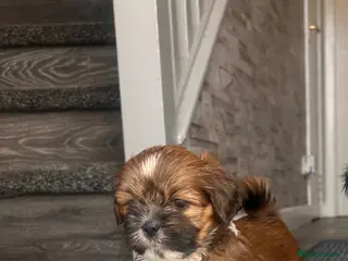Lhasa Apso dogs KC Registered Lhasa Puppies - Advert 4
