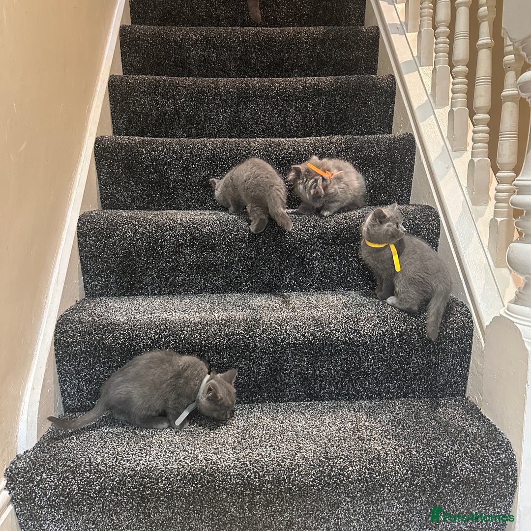 British Shorthair cats for sale: 2 girls 2 boys British shorthair ready to leave  - Image 10