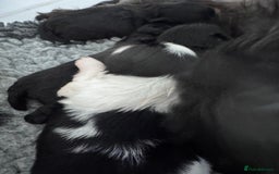 Shih Tzu dogs for sale: Shihtzu pups 5*breeder  - Image 3