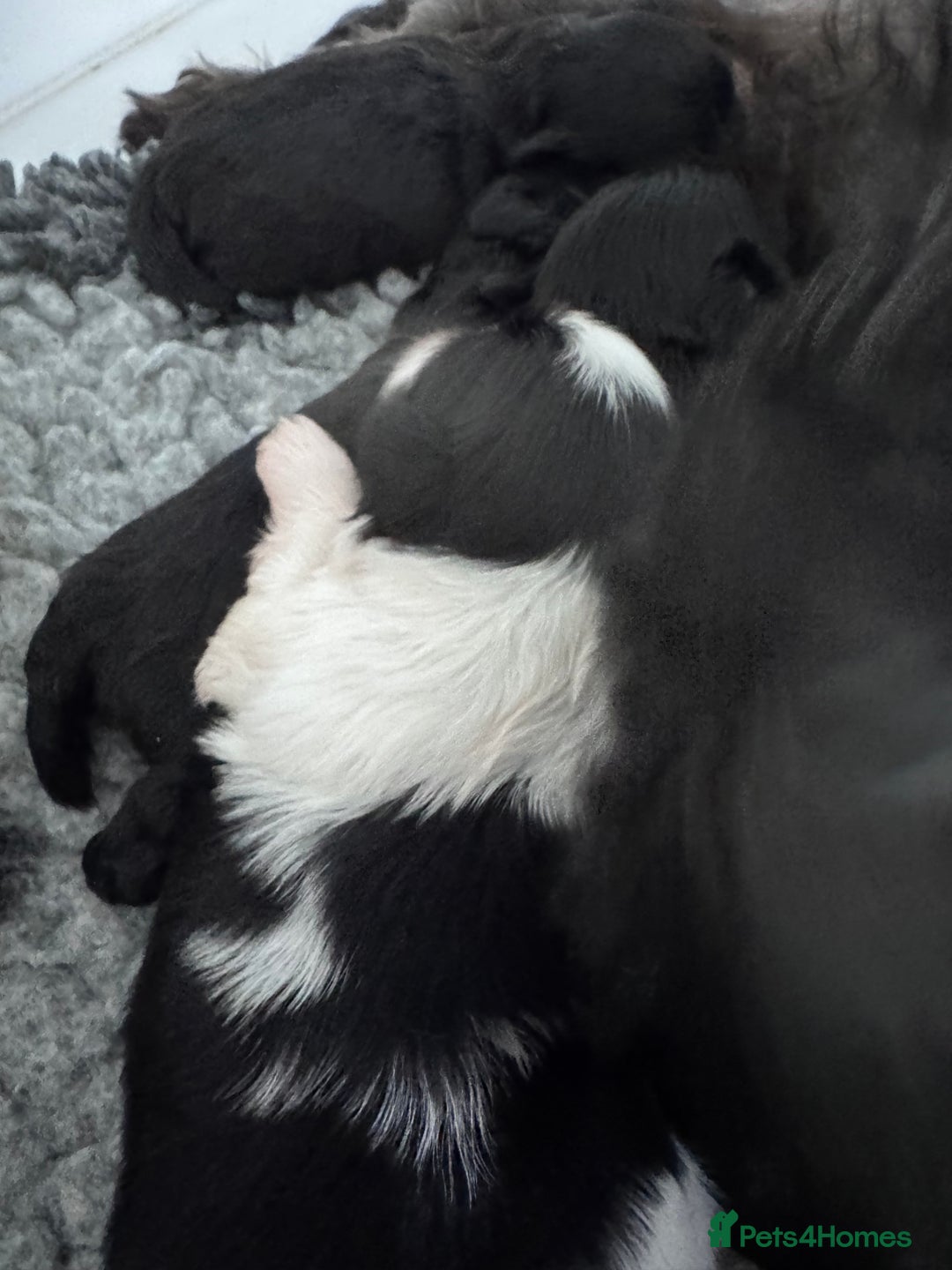 Shih Tzu dogs for sale: Shihtzu pups 5*breeder  - Image 3
