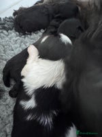 Shih Tzu dogs - Advert 12