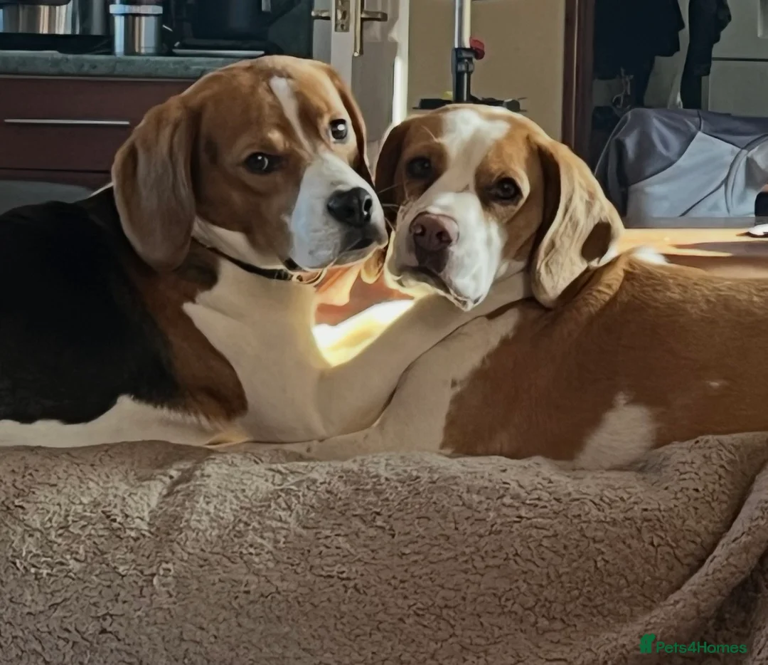Beagle dogs for sale: Puppies due in may  in Hereford - Advert 2