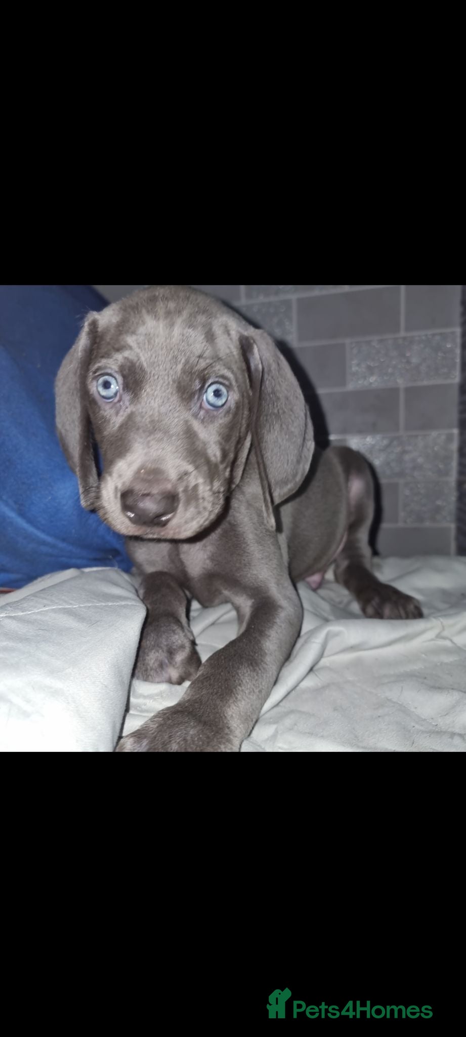 Weimaraner dogs Blue and Silver Weimaraner  - Advert 1