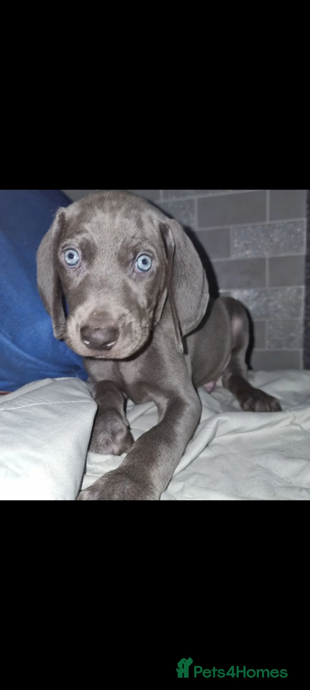 Weimaraner dogs for sale: Blue and Silver Weimaraner  - Advert 1