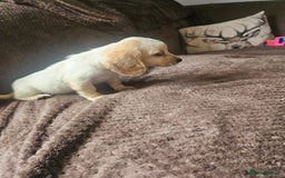 Bocker dogs for sale: Bocker puppies  - Image 7