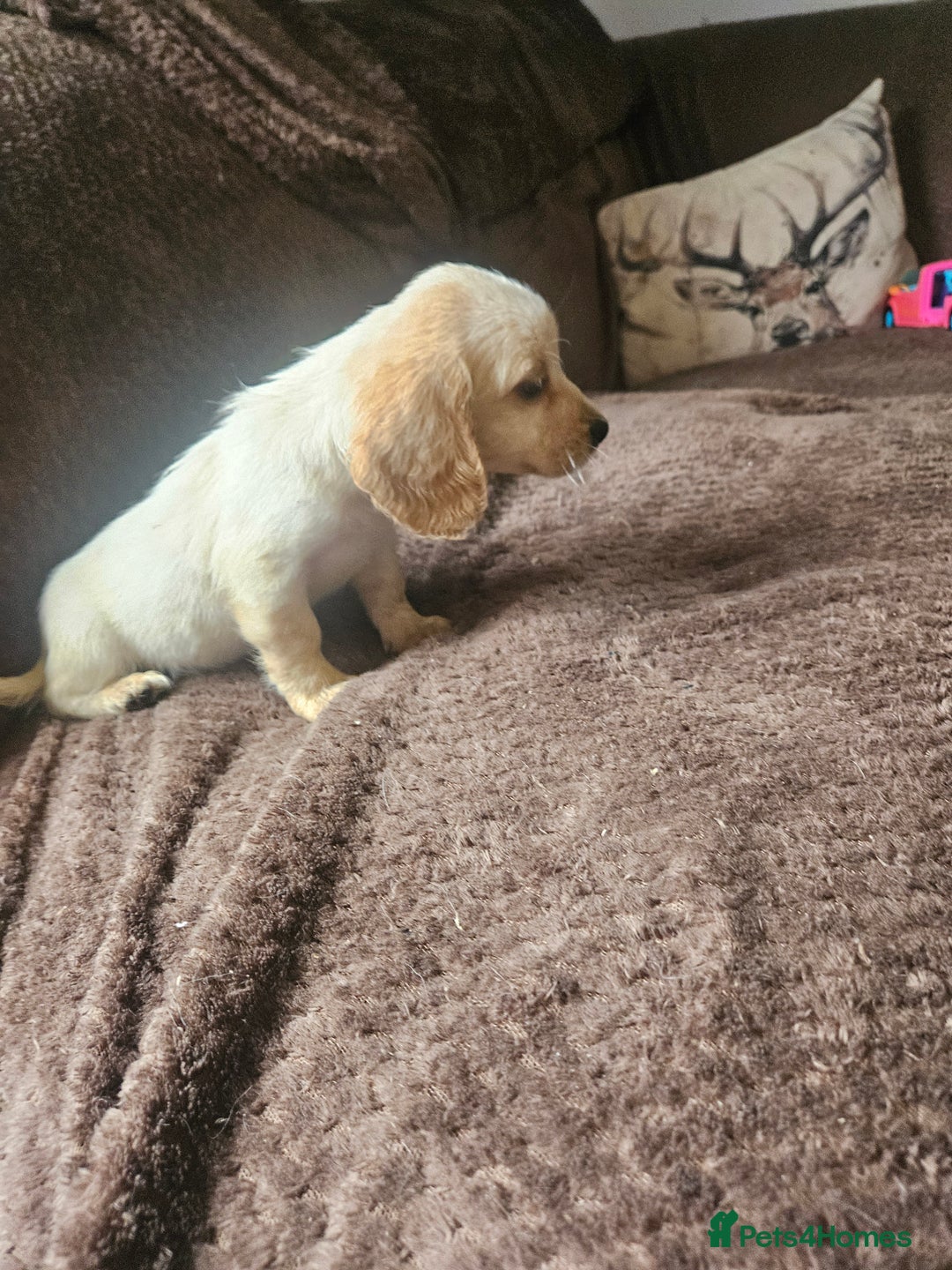Bocker dogs for sale: Bocker puppies  - Image 7