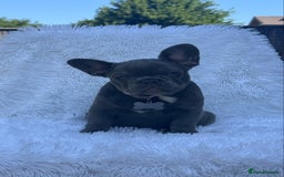 French Bulldog dogs for sale: Female French Bulldog: six moths old - Image 1