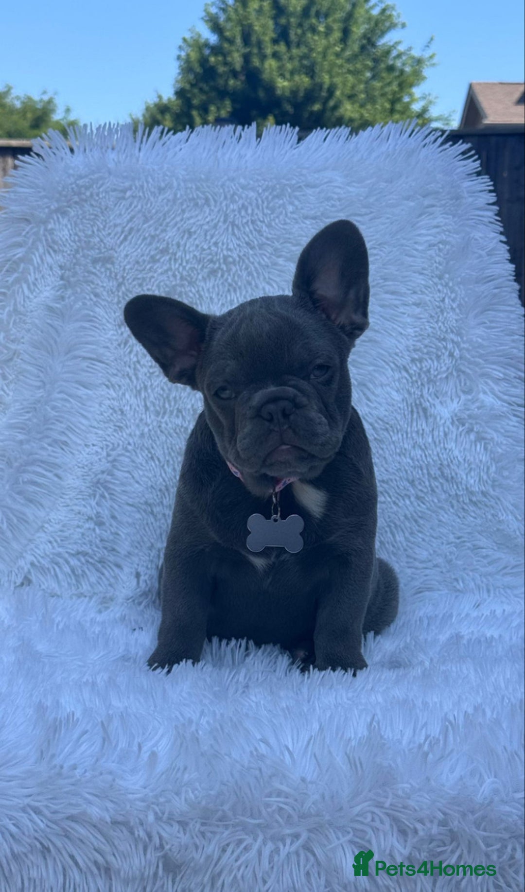 French Bulldog dogs for sale: Female French Bulldog: six moths old - Image 1