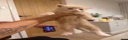 Ragdoll cats for sale: Female blonde/ginger kitten  - Advert 4