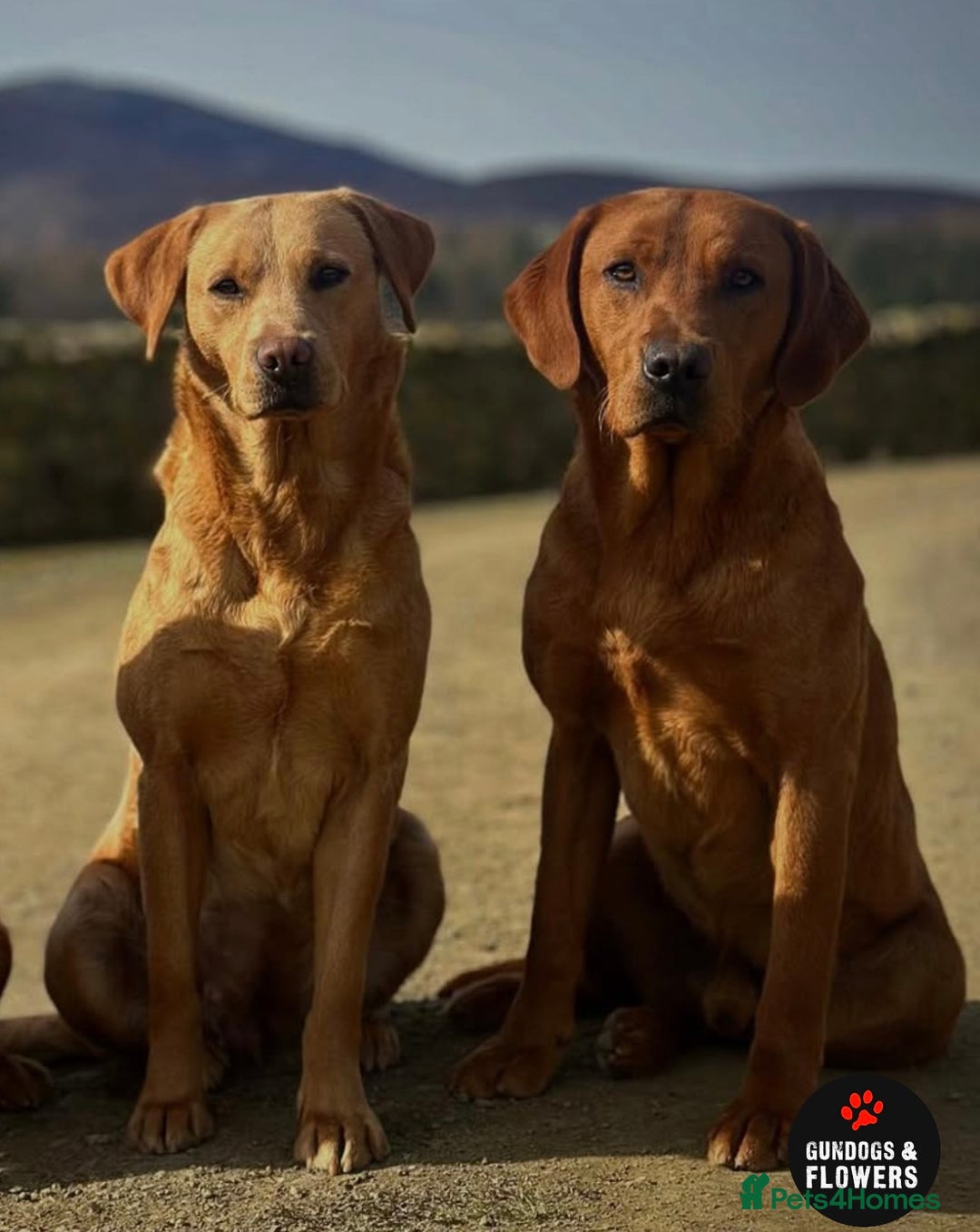 Labrador Retriever dogs for sale: KC REG LABRADORS /FULLY HEALTH TESTED PARENTS ⭐️🏆 - Advert 1