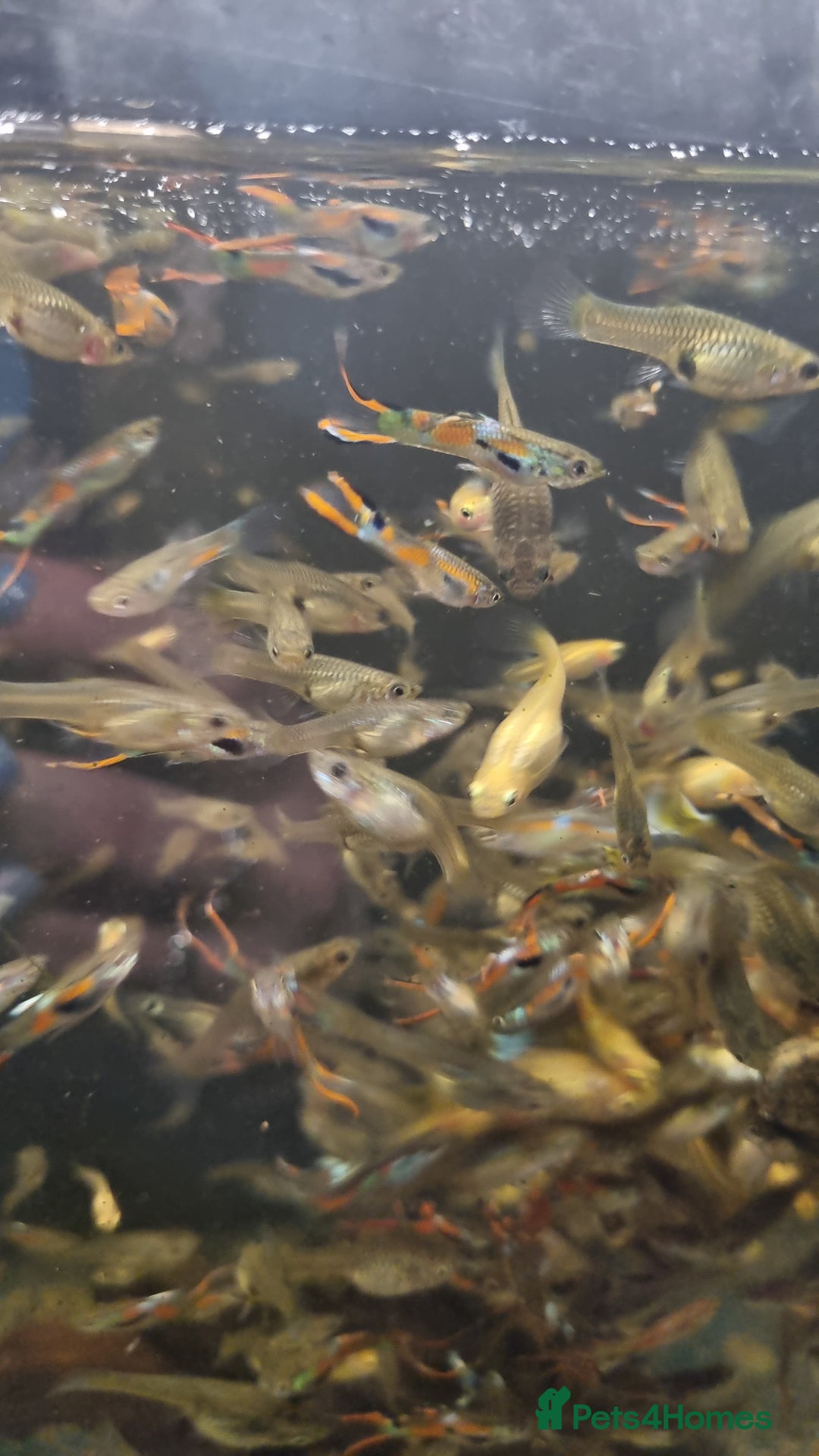 Plecos fish for sale: Plecos and guppies  - Advert 10