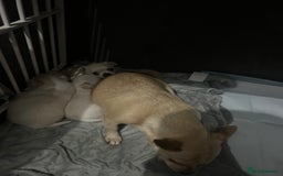 Chihuahua dogs for sale: Puppies chihuahuas 1 boy and 2 little princesses  - Image 14