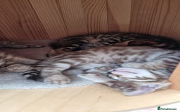 Bengal cats for sale: TICA Registered Bengal Kittens–Ready Nov 2025 🐾 - Image 40