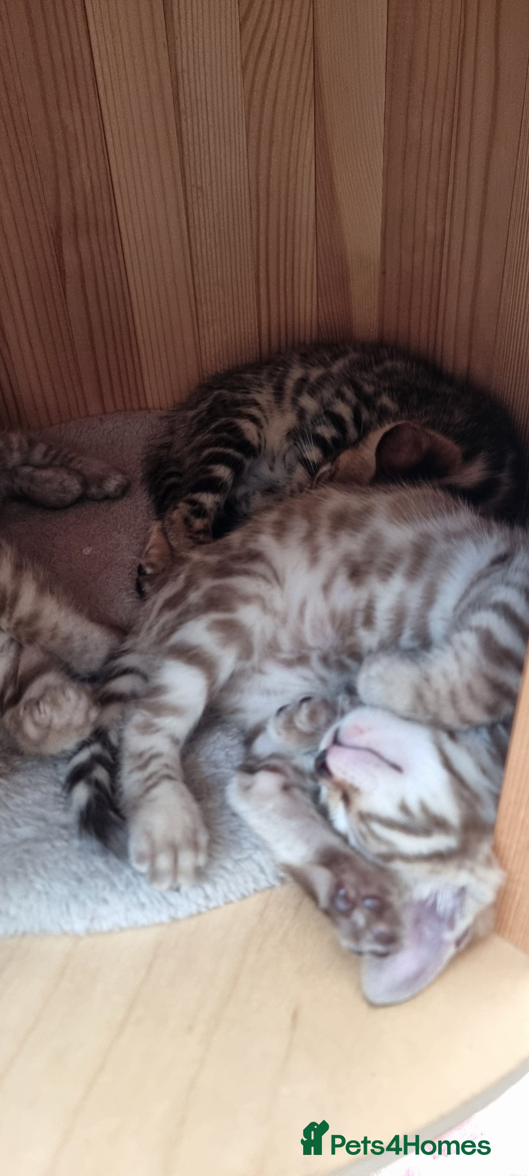 Bengal cats for sale: TICA Registered Bengal Kittens–Ready Nov 2025 🐾 - Image 40