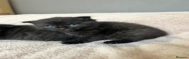 Scottish Fold 3