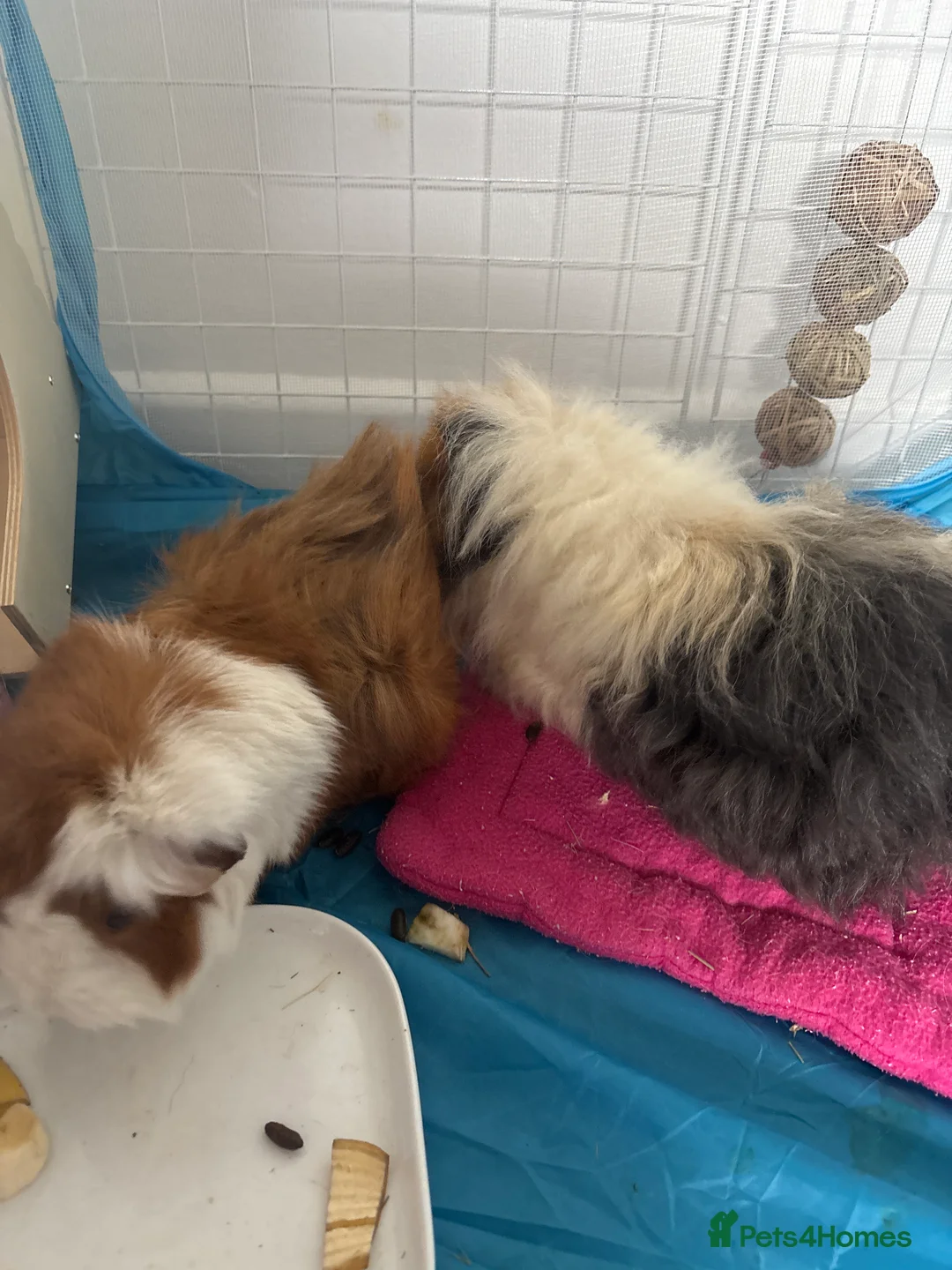 Guinea Pig rodents for sale: Two Bonded Sows - Advert 1