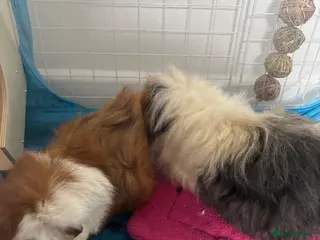 Guinea Pig rodents Two Bonded Sows - Advert 1