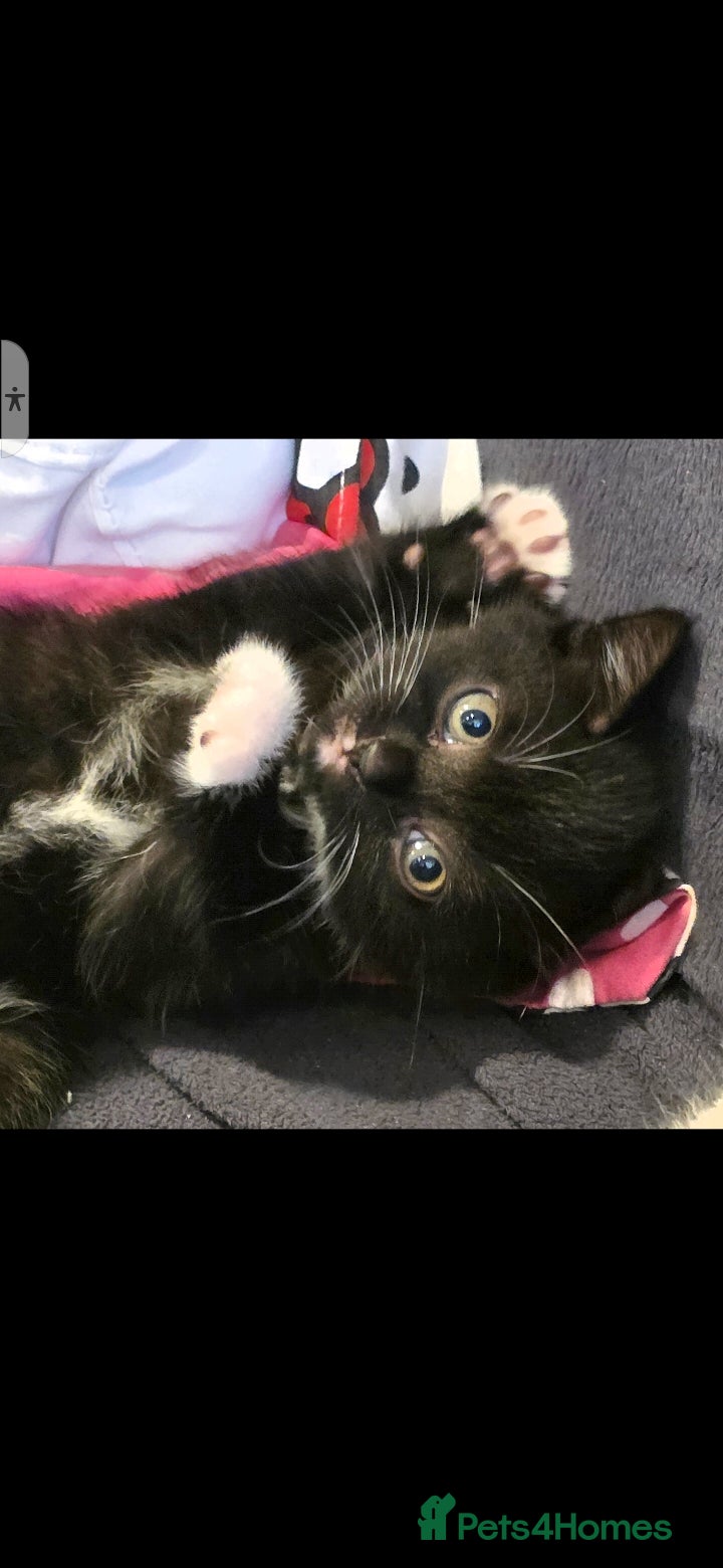 British Shorthair cats British Shorthair Tuxedo  - Advert 1