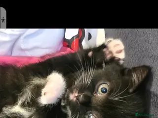 British Shorthair cats for sale: British Shorthair Tuxedo - Advert 2