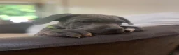 Cane Corso dogs for sale: 8+ Gen Cane Corso Pups - Advert 8