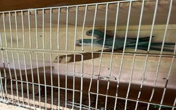 Parakeets birds for sale: Quaker parakeet  - Image 10