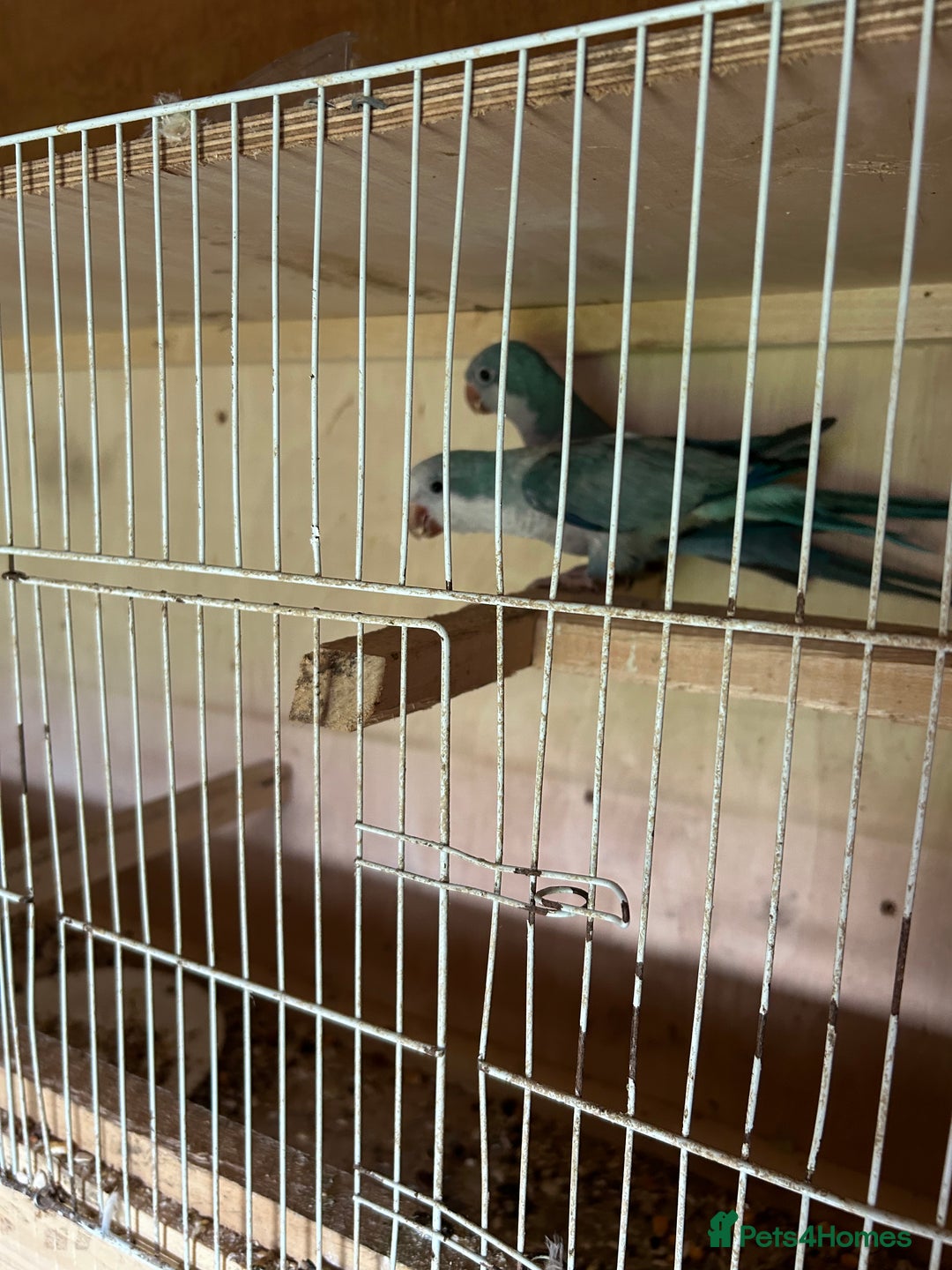 Parakeets birds for sale: Quaker parakeet  - Image 10