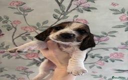 Basset Hound dogs for sale: Bassett hound puppies  - Advert 3