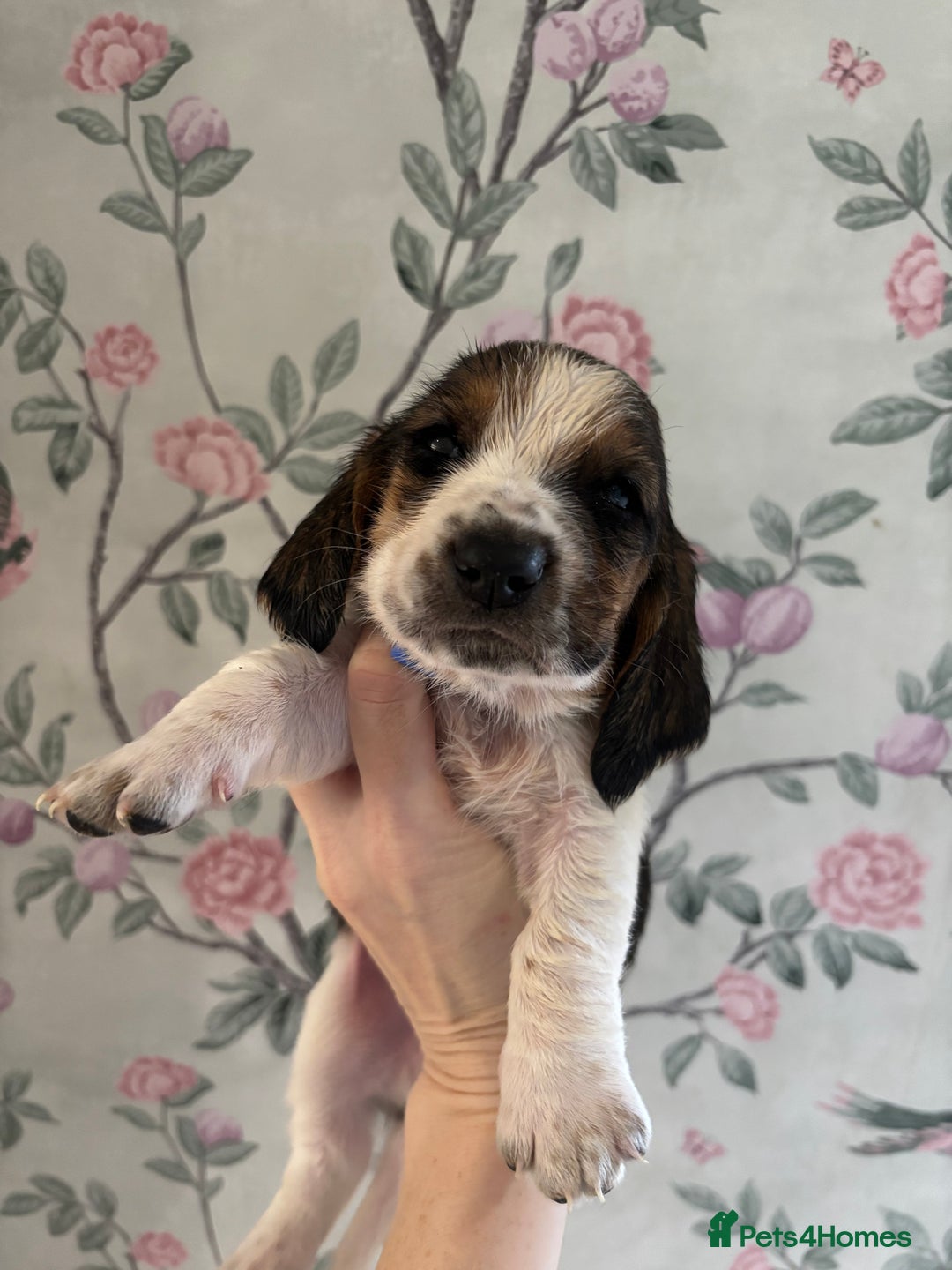 Basset Hound dogs for sale: Bassett hound puppies  - Advert 3