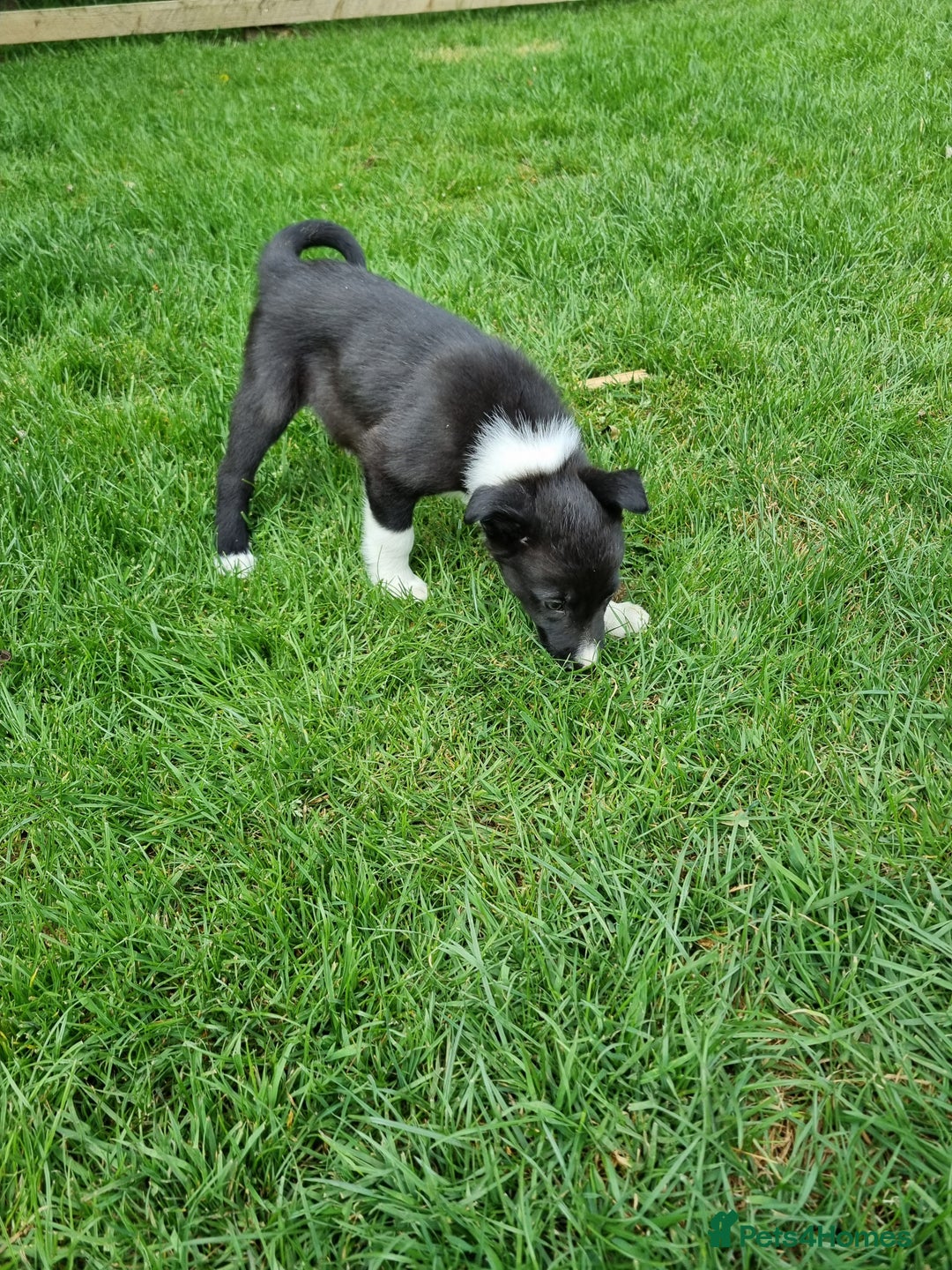 Border Collie dogs for sale: Pedigree Border Collie Puppies in Northampton - Image 5