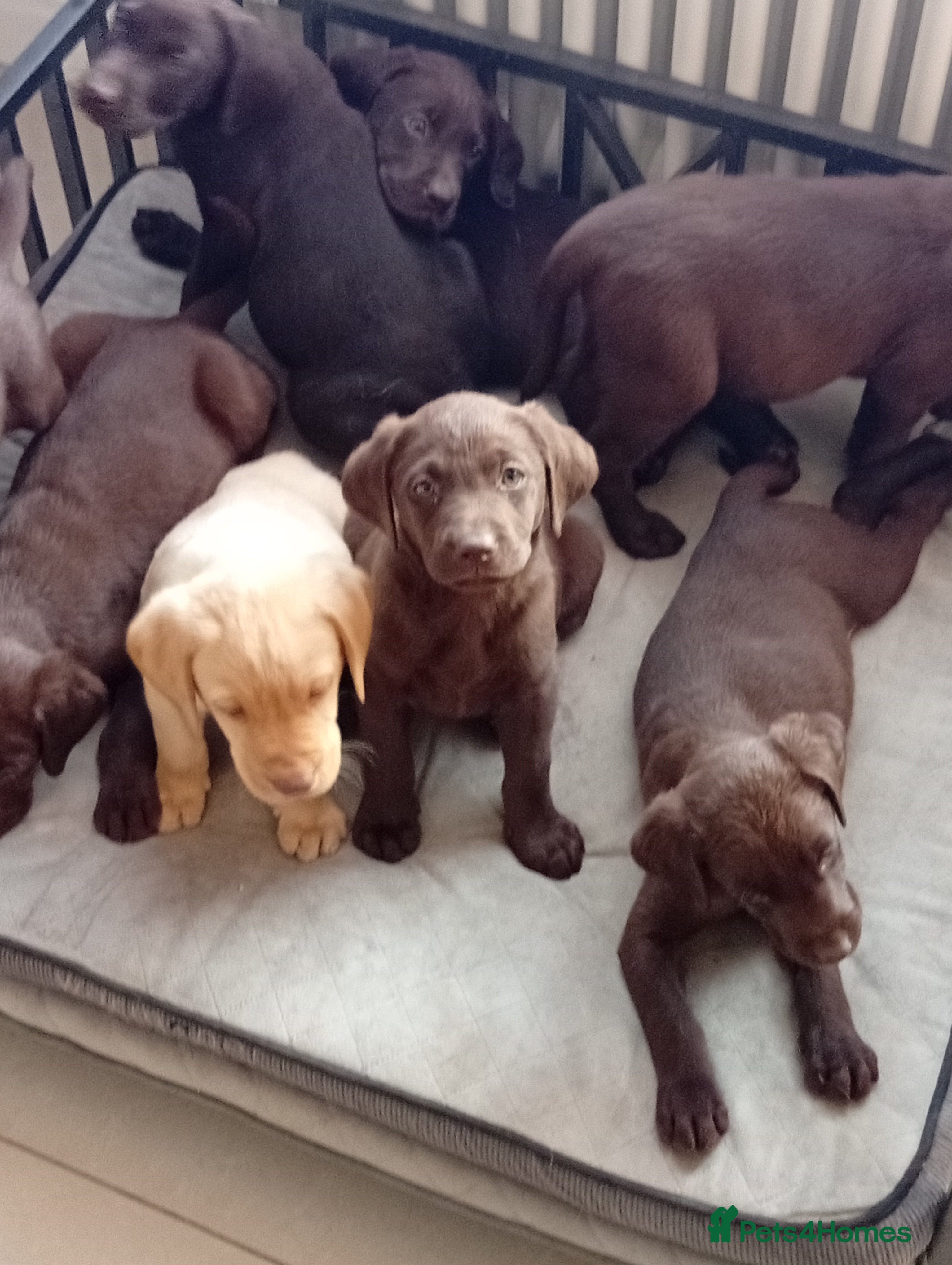 Labrador Retriever dogs Beautiful KC registered puppies  - Advert 1