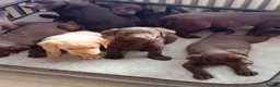 Labrador Retriever dogs for sale: Beautiful KC registered puppies  - Advert 5