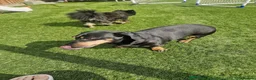 Dachshund dogs for sale: 9 year old dachshund black and tan - Advert 4