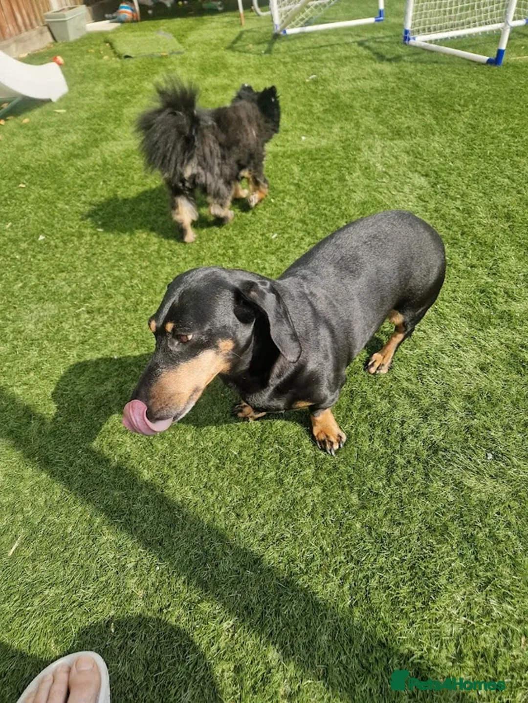 Dachshund dogs for sale: 9 year old dachshund black and tan - Advert 4